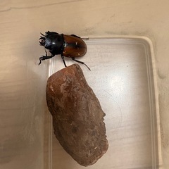 ラフェルトノコギリクワガタの画像