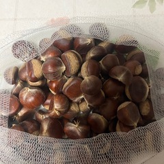 ［終了］栗の画像