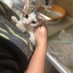 里親さん決まりました　可愛いきじしろの女の子