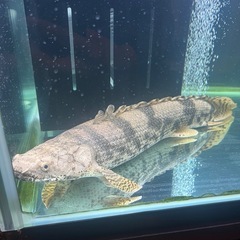 ポリプテルス　カミハタエンドリーケリーの画像