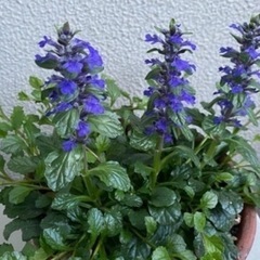 アジュガ　苗　の画像
