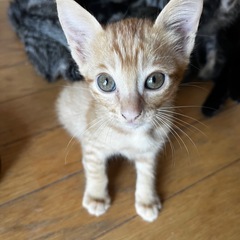 茶トラちゃん