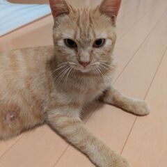親子猫を保護しました。里親さんを探しています。