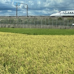 新規連絡受付中止　令和7年　新米　豊川産コシヒカリ　玄米　30キロ