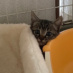 キジトラのおとこのこ　里親さん募集しております