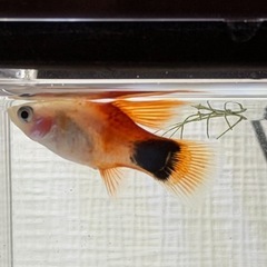 ブラックモーリーとオレンジプラティの画像