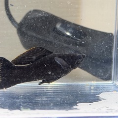 ブラックモーリーとオレンジプラティの画像