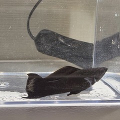 ブラックモーリーとオレンジプラティの画像