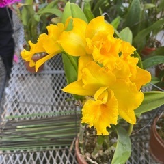 代理出品 蘭の花 黄色 の画像
