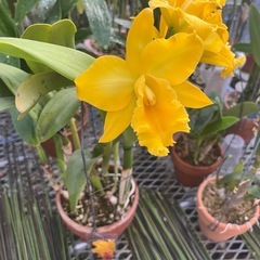 代理出品 蘭の花 黄色 の画像