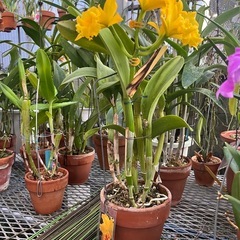 代理出品 蘭の花 黄色 の画像