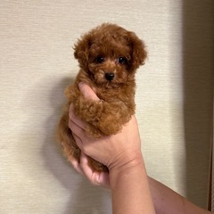 ティーカップ～タイニー小サイズのプードル🐩