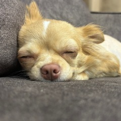 素敵な家族が決まりました