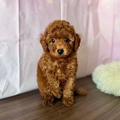 濃いレッドの男の子（๑⃙⃘ˊ꒳​ˋ๑⃙⃘）