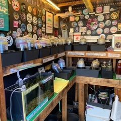 【五桜メダカ】 10月9日　横須賀めだか無人販売