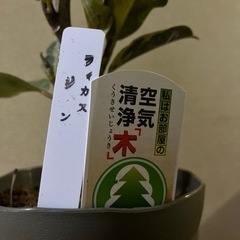 フィカス　ジンの画像