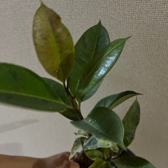 フィカス　ジンの画像