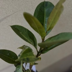 フィカス　ジンの画像