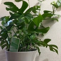 姫モンステラの画像