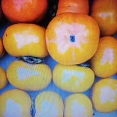 Jiro Persimmon 次郎柿差し上げますの画像