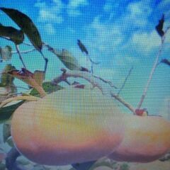 Jiro Persimmon 次郎柿差し上げますの画像