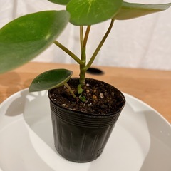 ⭕️ ペペロミア ジェイド 土植え　Aの画像
