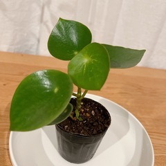 ⭕️ ペペロミア ジェイド 土植え　Aの画像