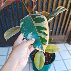 希少　フィカス　ベリーズ　観葉植物　鉢ごと　赤ゴムの木の画像