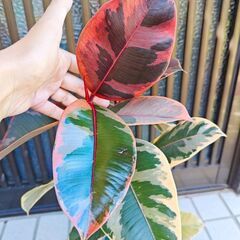 希少　フィカス　ベリーズ　観葉植物　鉢ごと　赤ゴムの木の画像