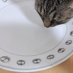 ジブリの大皿！真っ黒くろすけの画像
