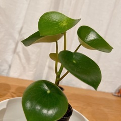 ⭕️ ペペロミア ジェイド 土植え　Bの画像