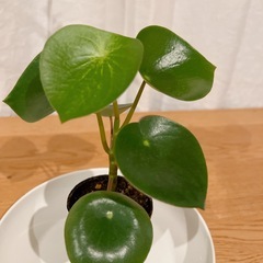 ⭕️ ペペロミア ジェイド 土植え　Bの画像