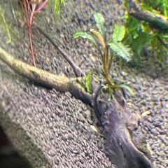 ★ ブセファランドラ SP クダガン 流木付きの画像