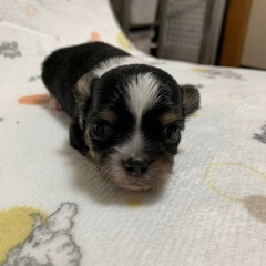 チワワ男の子。ご家族募集です。