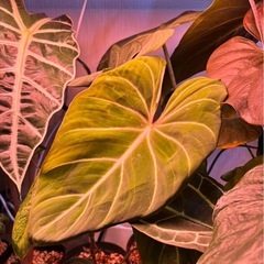 【お話し中】 植物　フィロデンドロン　グロリオーサムの画像