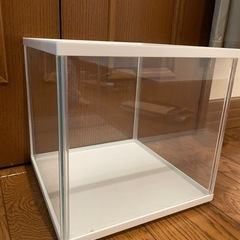 熱帯魚　水槽の画像