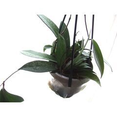 観葉植物　お世話できる方に差し上げます　①の画像