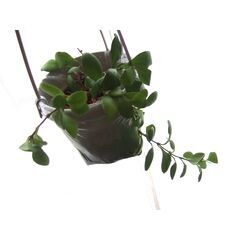 観葉植物　お世話できる方に差し上げます　①の画像