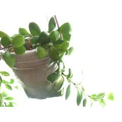 観葉植物　お世話できる方に差し上げます　①の画像