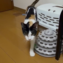 小柄のミケネコちゃん