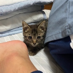 可愛い保護猫ちゃんにゃーくん