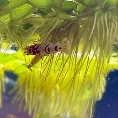 ★ 白玉浮草プラント＆サルビニア・ククラータ セットの画像