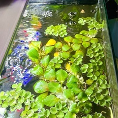 ★ 白玉浮草プラント＆サルビニア・ククラータ セットの画像