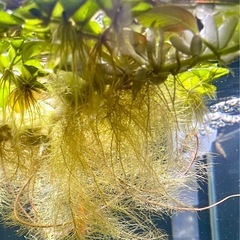 ★ 白玉浮草プラント＆サルビニア・ククラータ セットの画像