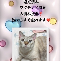 お問い合わせ❌1歳半女の子なきちゃん