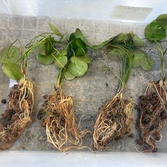 水草アサザ　１株の画像