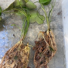 水草アサザ　１株の画像