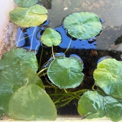 水草アサザ　１株の画像