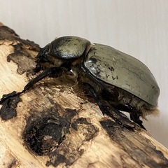グラントシロカブト成虫♀１頭の画像
