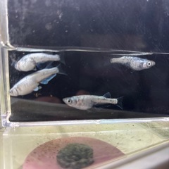 レックウザの画像